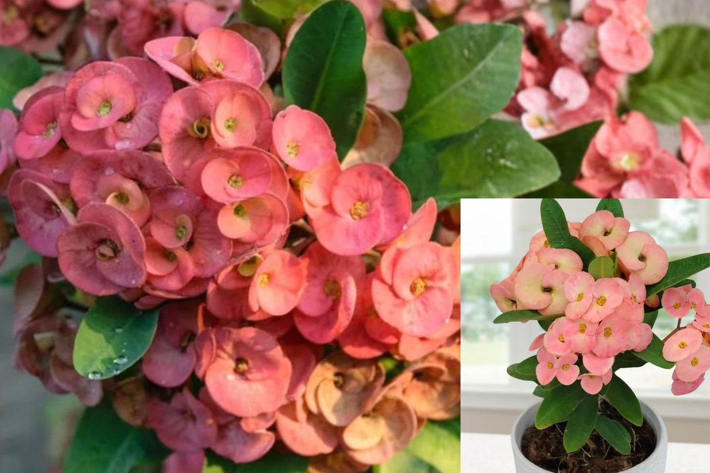 Pink Salmon Crown of Thorns Live Plant – Euphorbia milii – 4" Pot