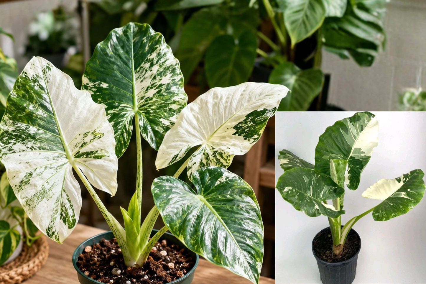 Variegated Alocasia Macrorrhiza Live Plant – 4 Leaves – 4-Inch Pot