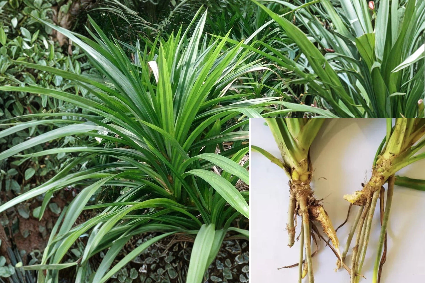 Pandan Leaf Live Plant – 10 Inch Rooted Plant – Pandanus amaryllifolius