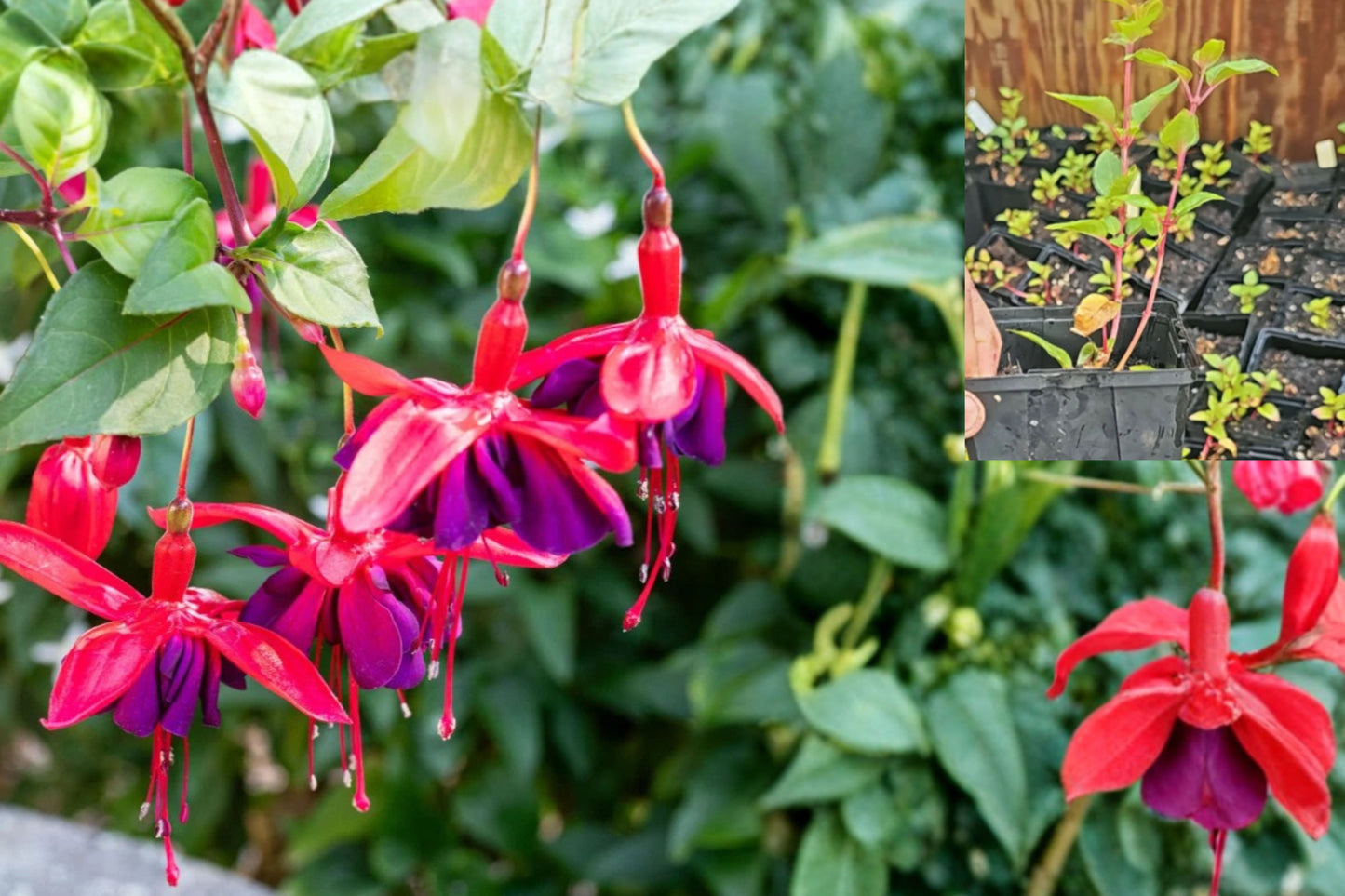 Red Spider Fuchsia Live Plant – 3–6" Tall, 6" Pot – Fuchsia hybrid