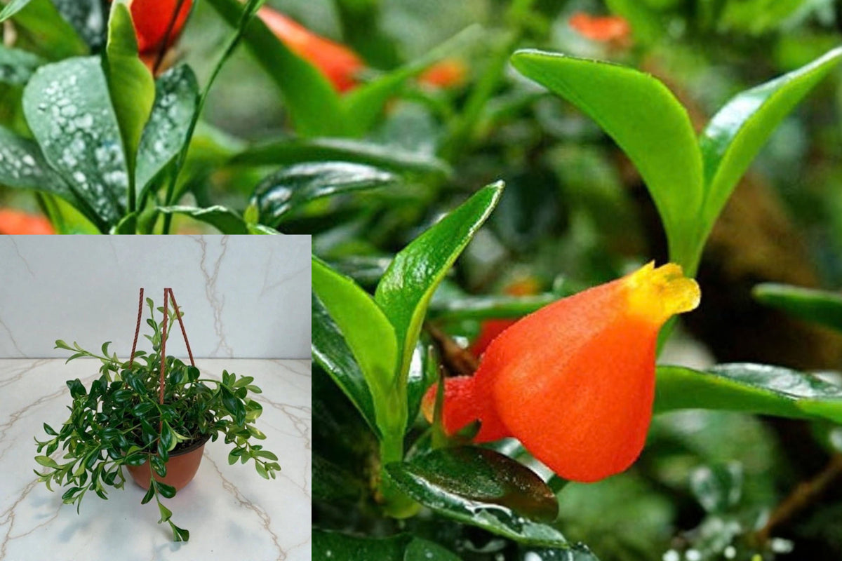 Goldfish Plant Live Plant – 1 Potted Plant in 6-Inch Hanging Pot – Nematanthus gregarius