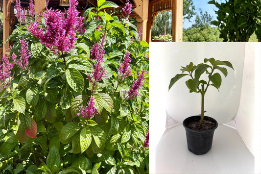 Purple Firespike Live Plant – 5" Pot – Odontonema strictum