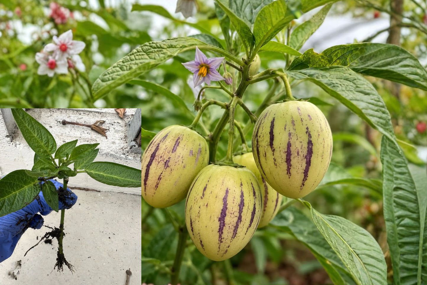 3 Pepino Melon Live Plants – Plant Plugs – Solanum muricatum