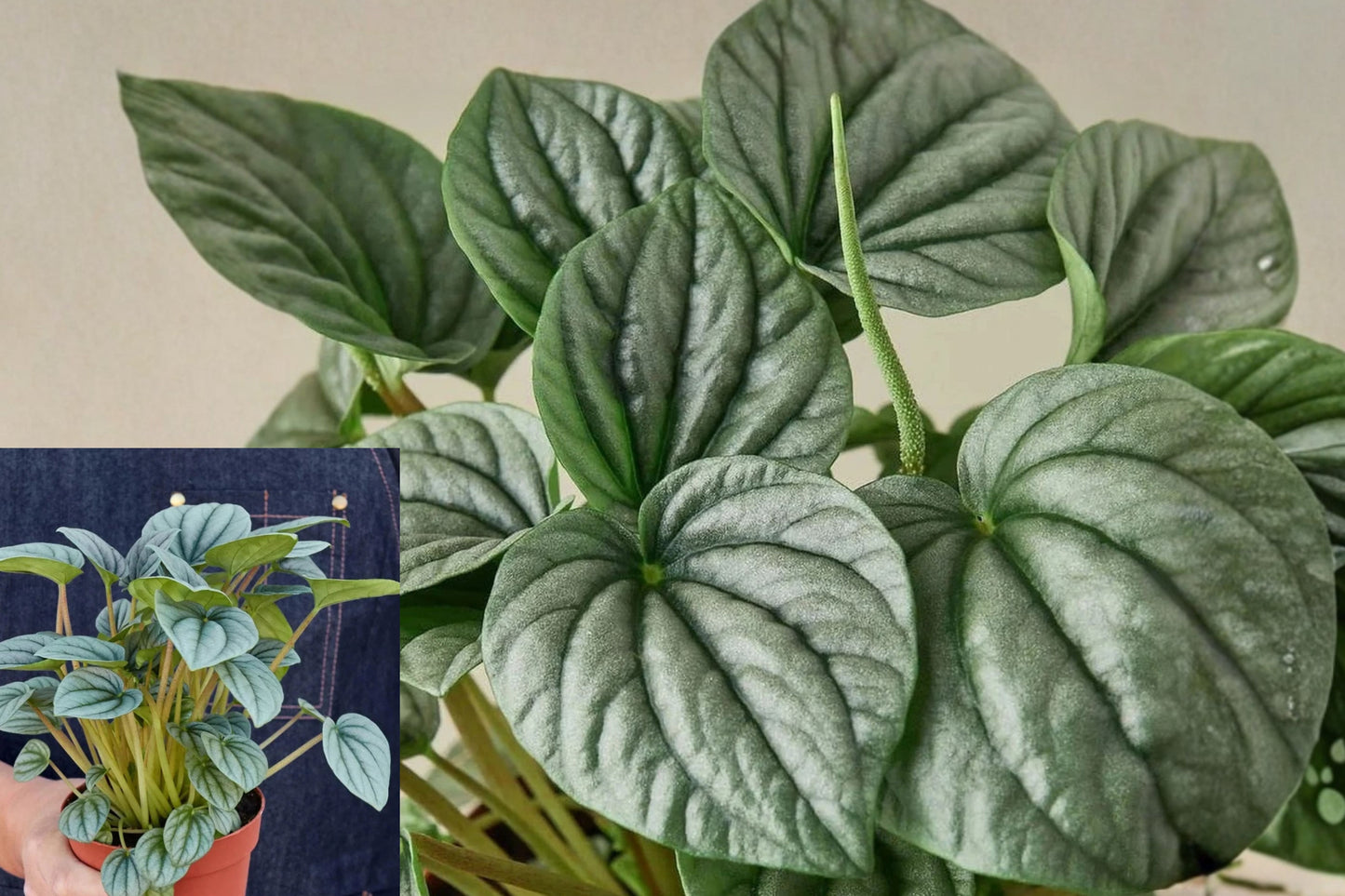 Peperomia Frost Live Plant – 4 Inch Pot – Radiator Houseplant