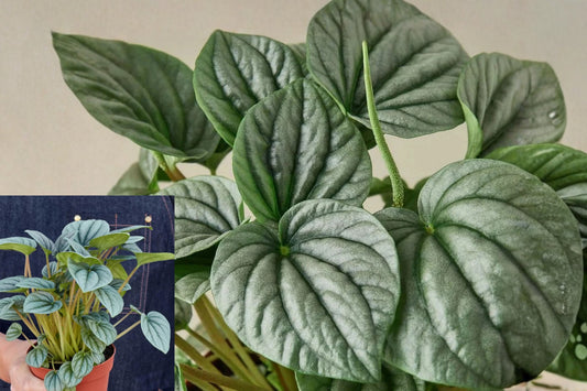 Peperomia Frost Live Plant – 4 Inch Pot – Radiator Houseplant