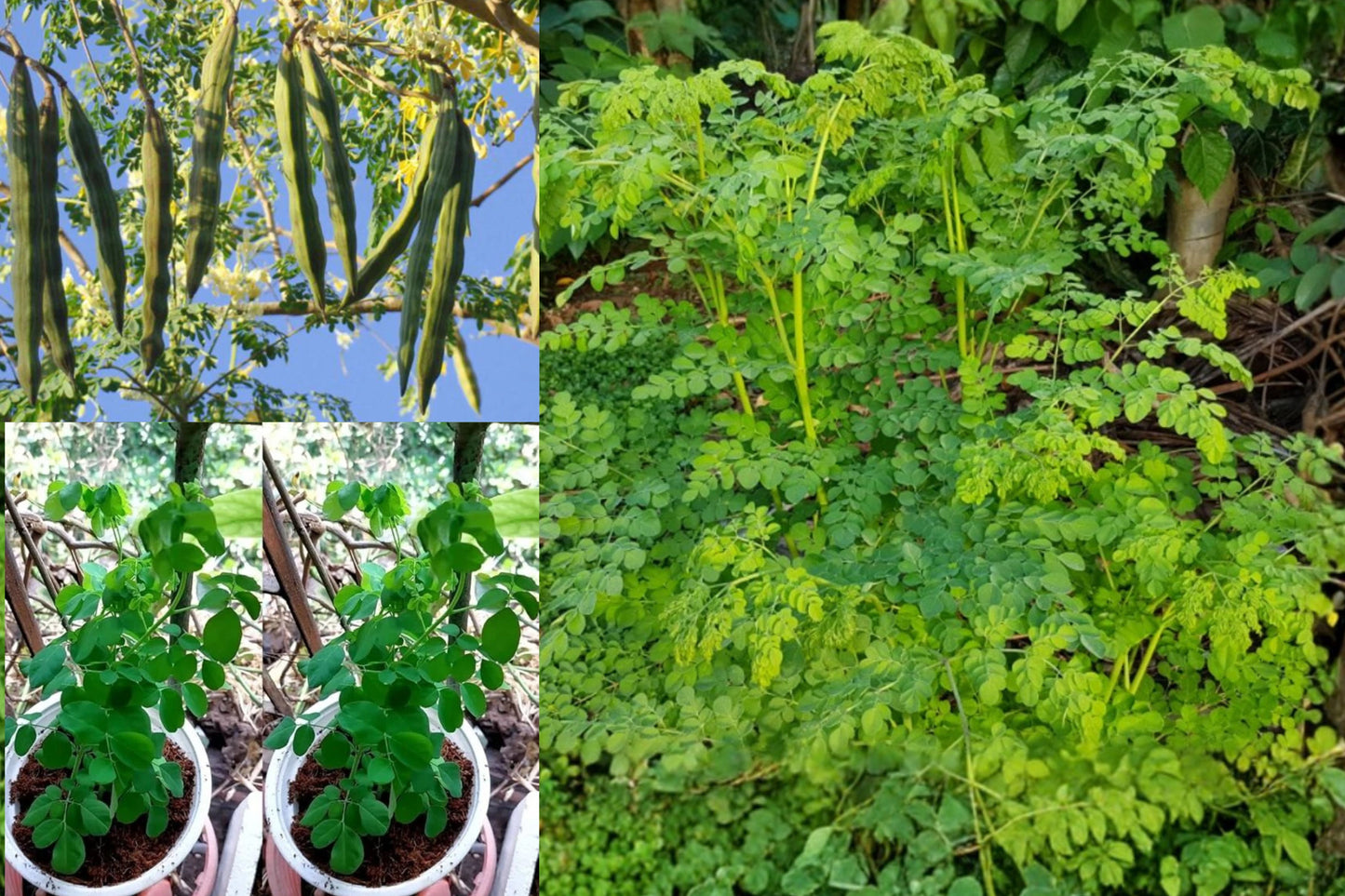 Moringa Live Plants – 2 Plants – 12–20" Tall – Moringa oleifera