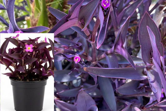 30 Purple Heart Live Cuttings – Tradescantia pallida – Outdoor Plant