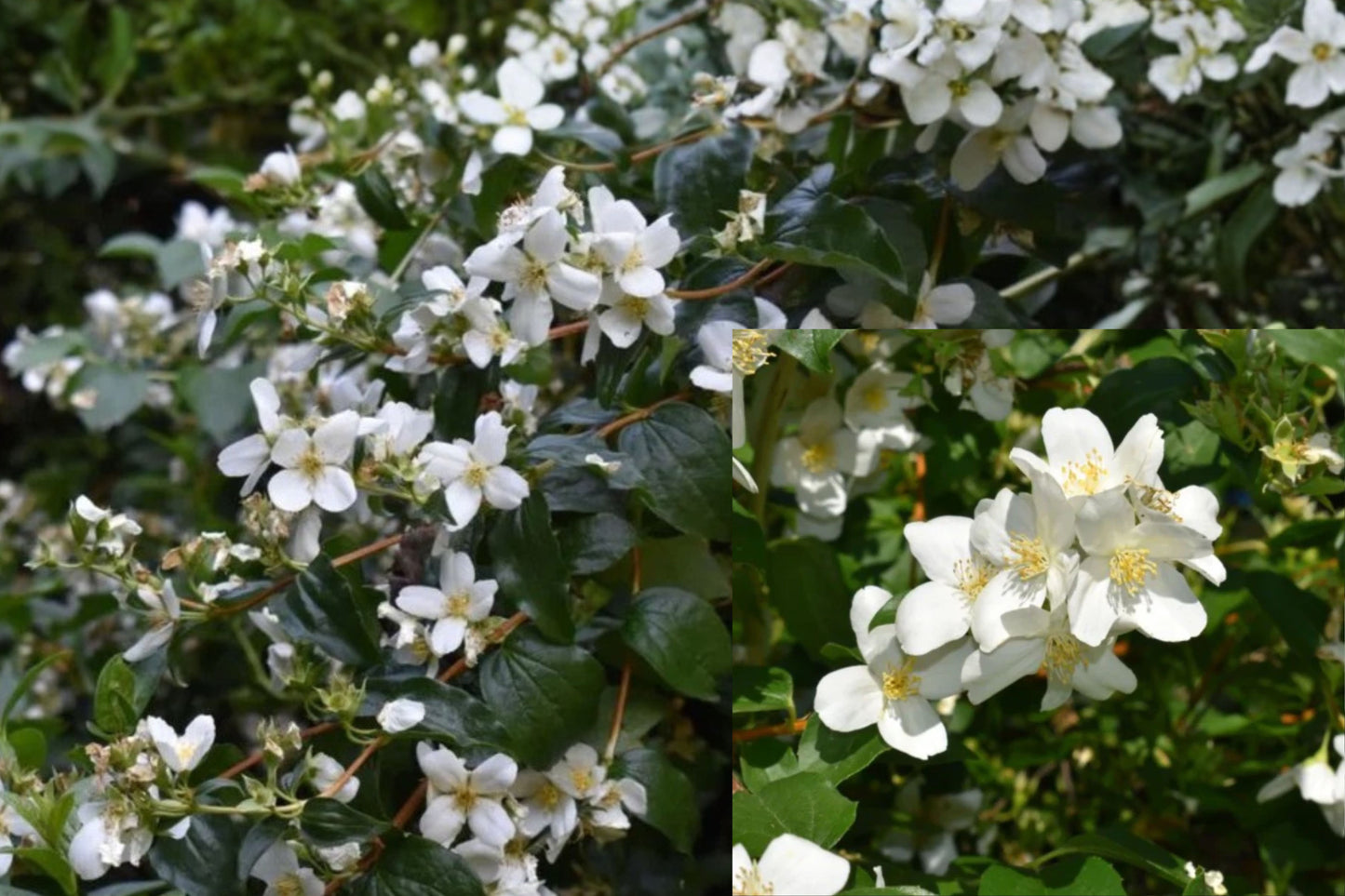Mock Orange Live Plant – Established Flowering Shrub – Philadelphus