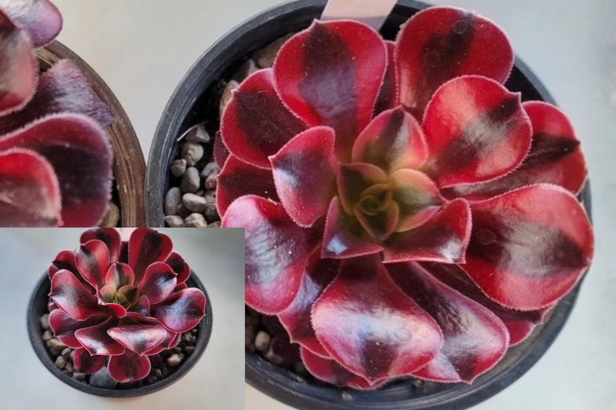 Aeonium Medusa Live Rooted Succulent – 4 Inch Pot – Aeonium