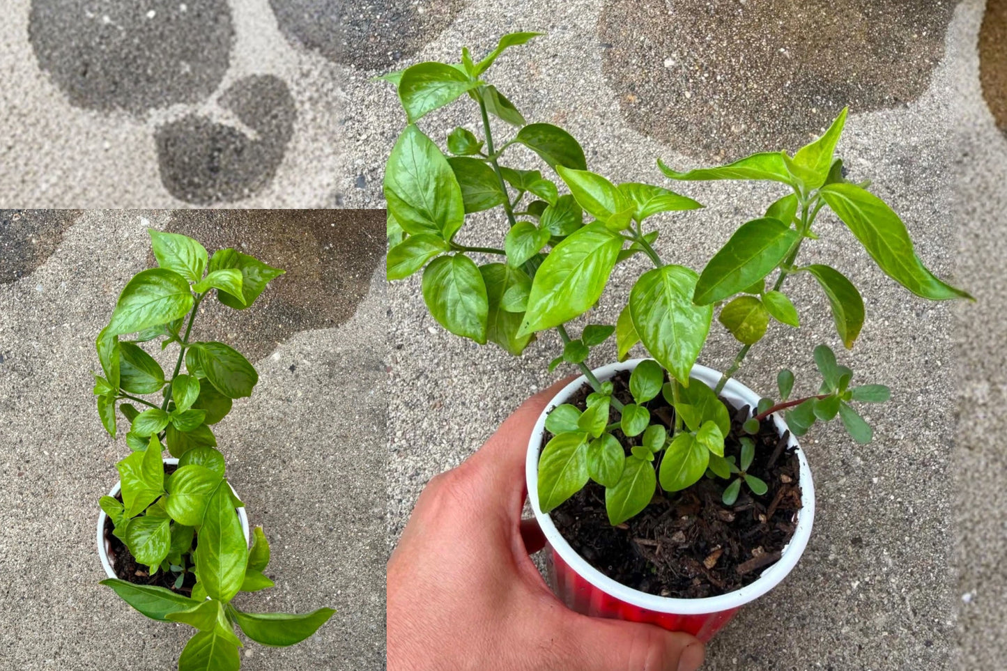 Magenta Leaf Plant 1 Live Plant – 6 Inch – Peristrophe roxburghiana