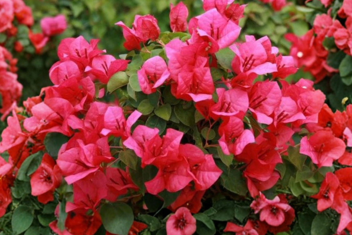 Bougainvillea ‘Juanita Hatten’ 2 Live Starter Plugs – Bougainvillea