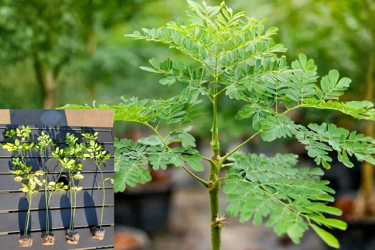 Moringa Plants 10 Live Seedlings – Moringa oleifera