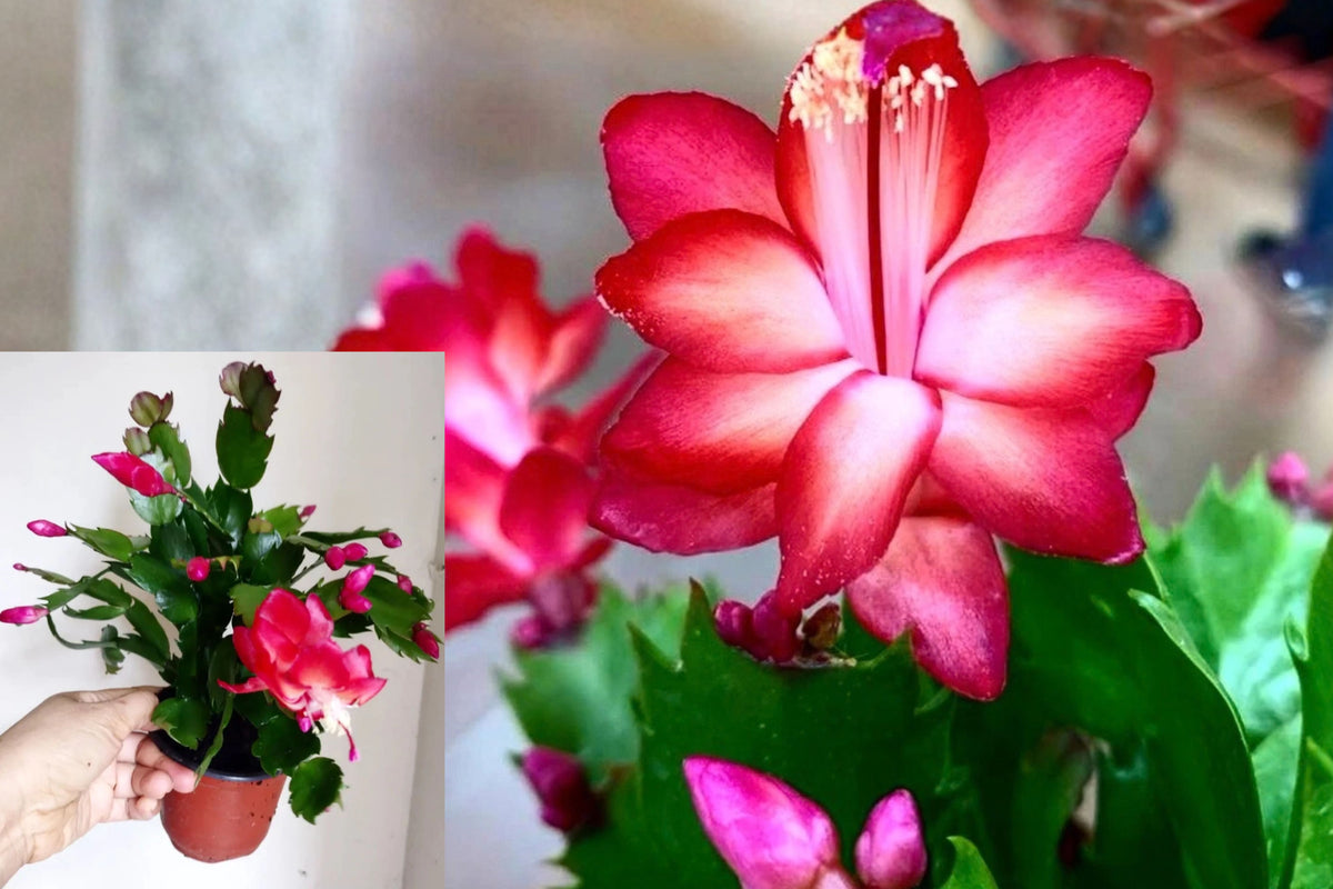 Red Christmas Cactus Live Plant in 4-Inch Pot – Schlumbergera spp.