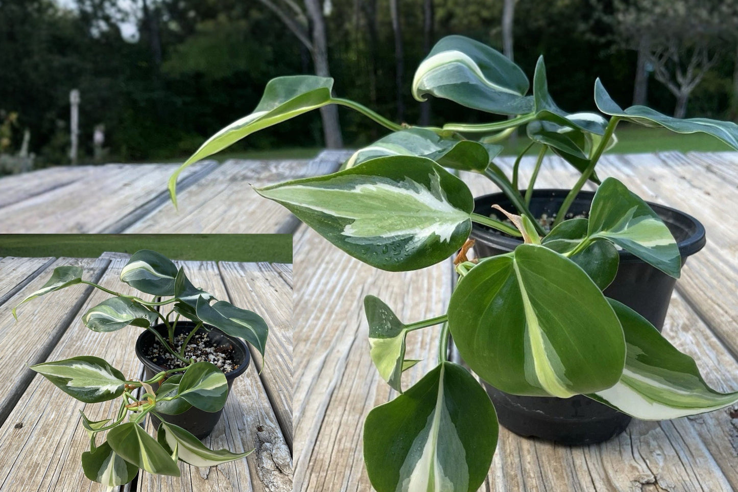 Philodendron Silver Stripe Live Plant – 4" Pot – Philodendron hederaceum