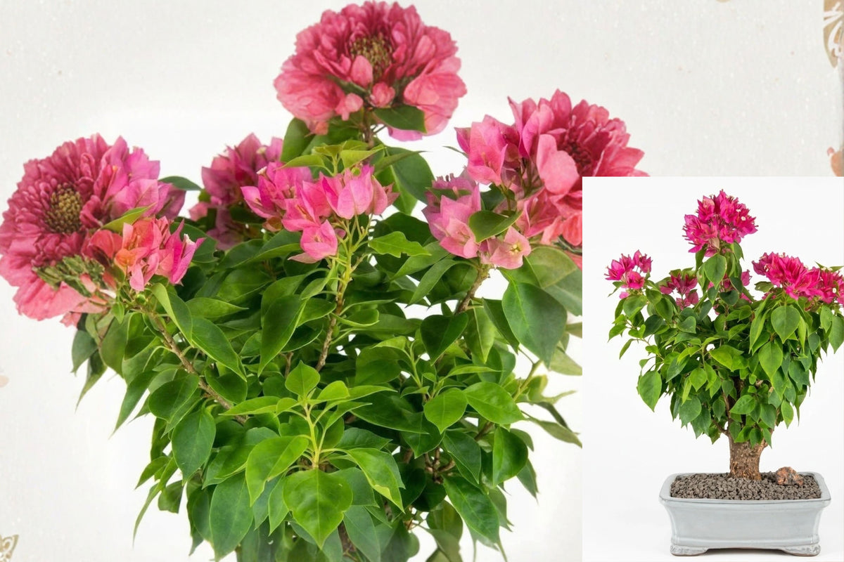Bougainvillea Bonsai Live Plant – 10-Year-Old, 16 Inch – Pink Flowers