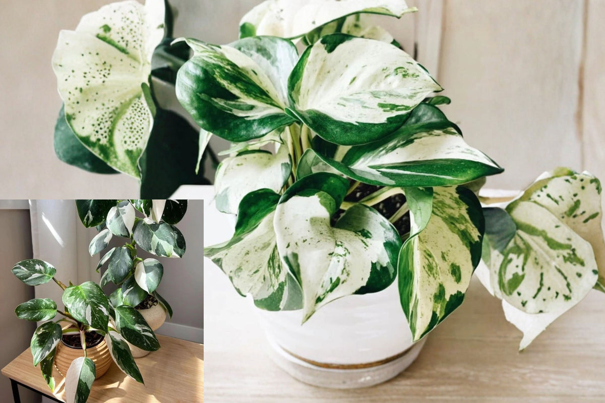 White Princess Philodendron Live Plant, 5–8 Inches Tall – Philodendron ‘White Princess’