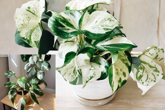 White Princess Philodendron Live Plant, 5–8 Inches Tall – Philodendron ‘White Princess’