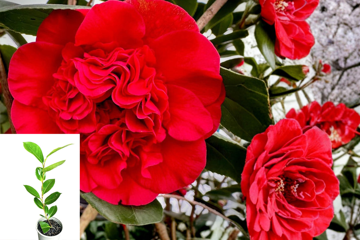 Professor Sargent Camellia Japonica Live Plant, Ruby Red Flowering Evergreen Shrub, Rooted Starter in 3 Inch Pot