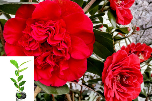 Professor Sargent Camellia Japonica Live Plant, Ruby Red Flowering Evergreen Shrub, Rooted Starter in 3 Inch Pot