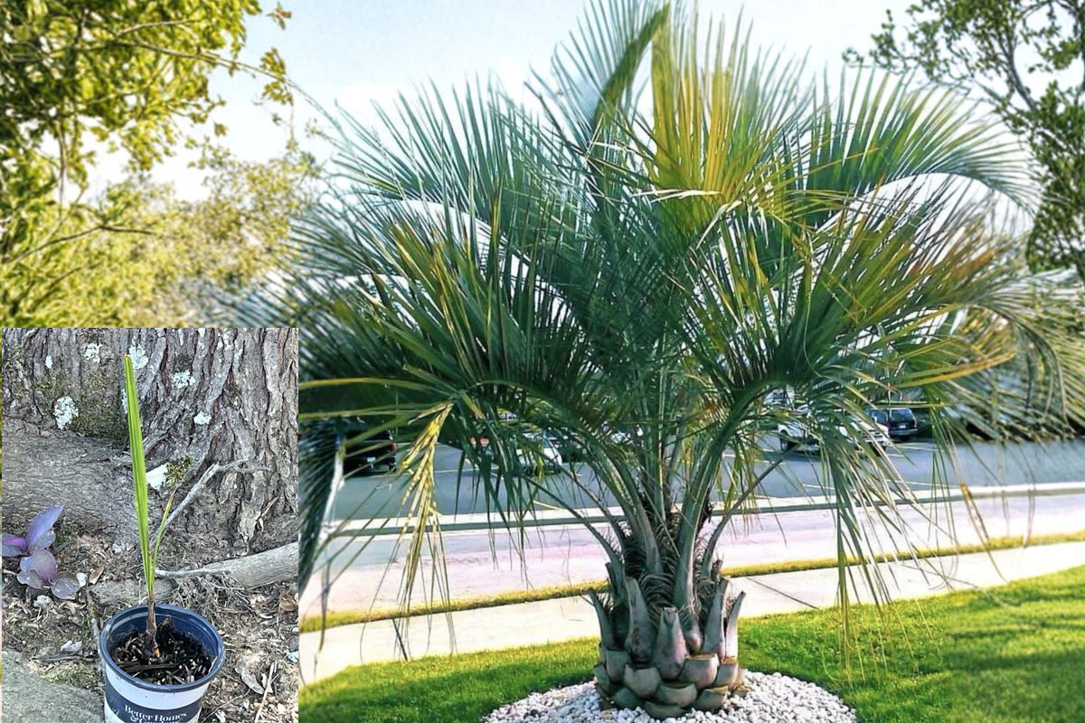 Pindo Palm Live Plant – 11 Inch Potted Butia capitata Jelly Palm