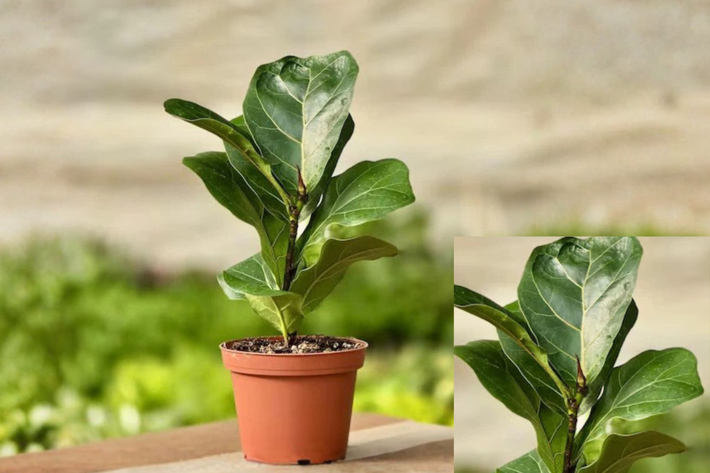 Fiddle Leaf Fig Live Plant – 1 Plant – 6 Inch Size – Ficus lyrata