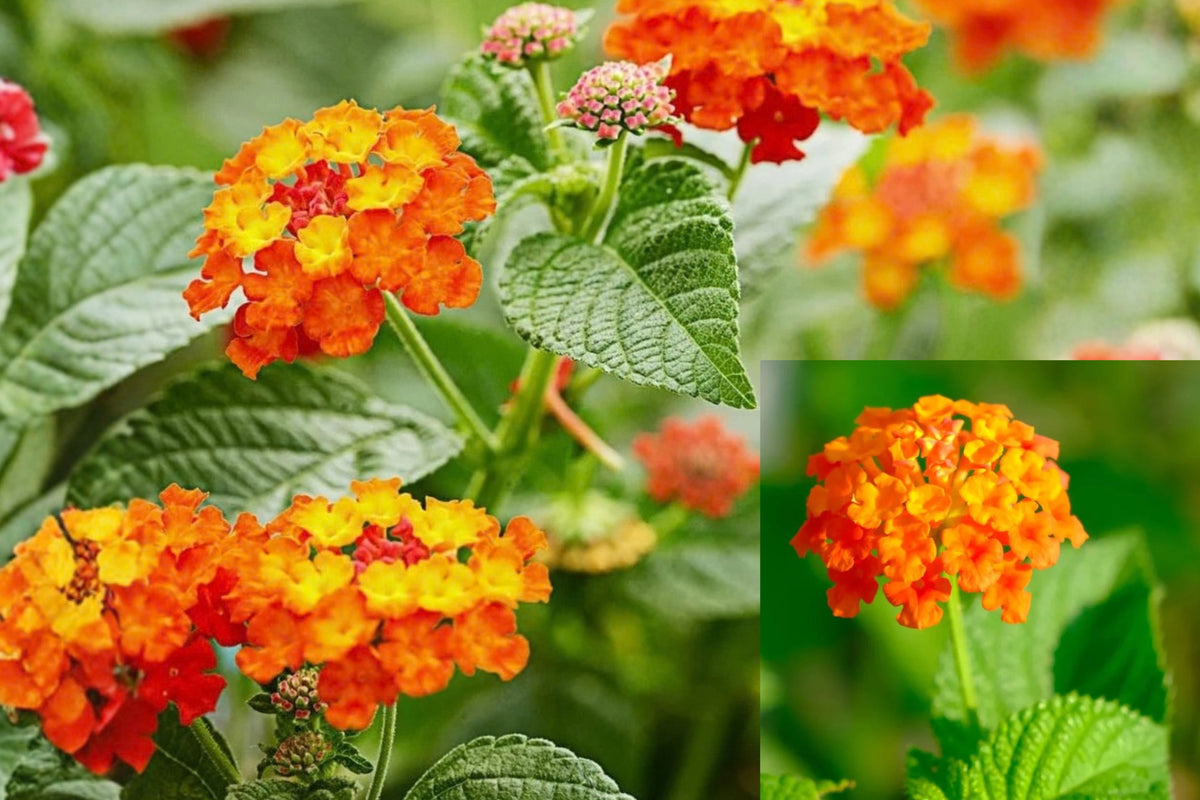 Orange Lantana 3 Live Plants – 6–9 Inches Tall – Lantana sp.