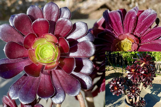 Aeonium Arboreum Black Rose 1 Cutting – 4-Inch – Aeonium arboreum 'Black Rose'