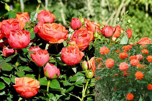 Orange Mini Rose Live Plant – 4–8" Tall – Orange Flowering Rose – Rosa