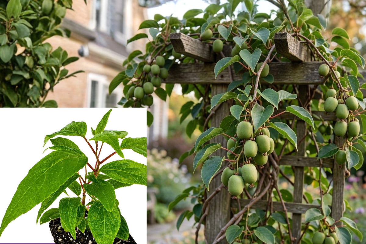 Set of 2 Hardy Kiwi Live Plants, Actinidia arguta Vine, 4–6 Inch Fruit Tree Seedlings for Garden Trellises