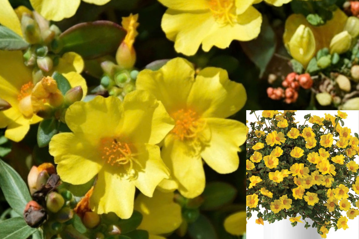 Jumbo Yellow Portulaca 2 Live Plants 4–6" – Bare Root