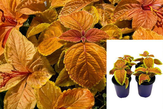 Rustic Orange Coleus Live Plants, Set of 3 Rooted Starter Plants, 4–6 Inch Colorful Foliage Plants, Ships Without Pots