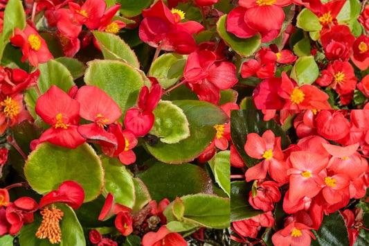 Red Flower Begonia Live Plant – 3–5 Inch Tall, 4-Inch Pot – Begonia spp.