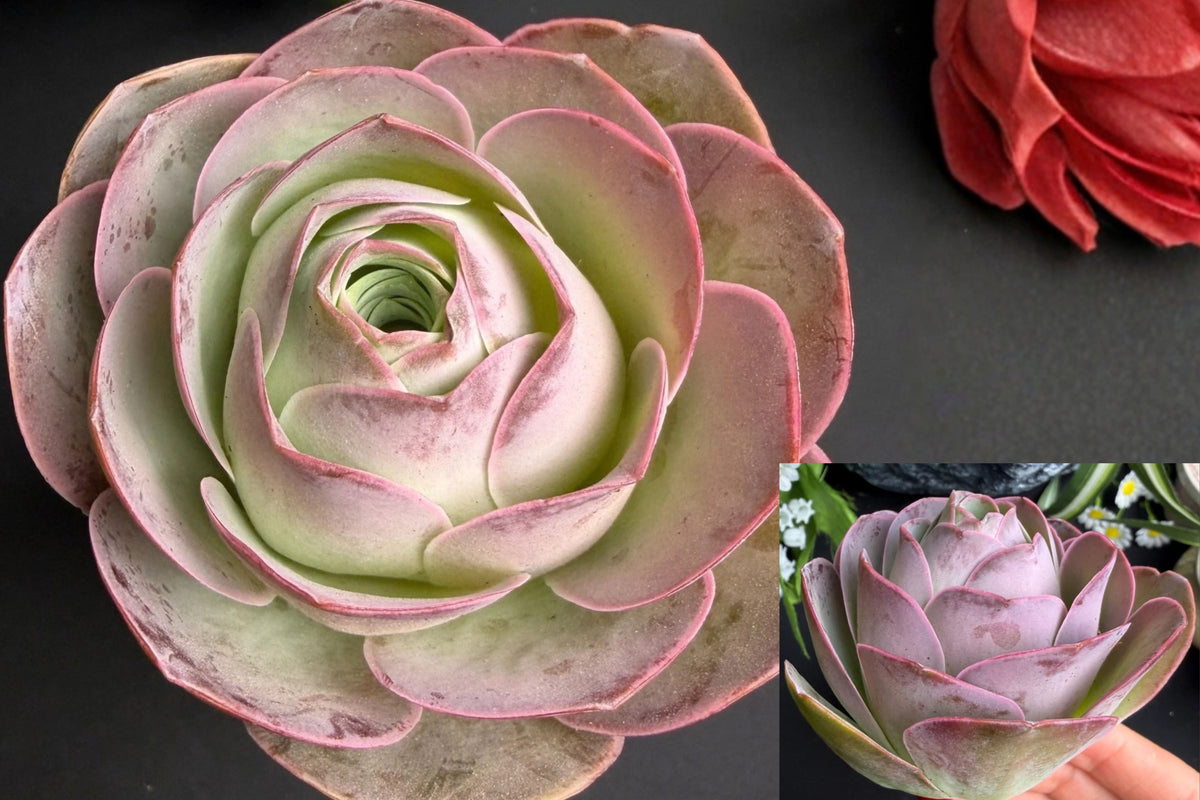 Echeveria ‘Desert Rose’ Live Succulent Plant – Bare Root
