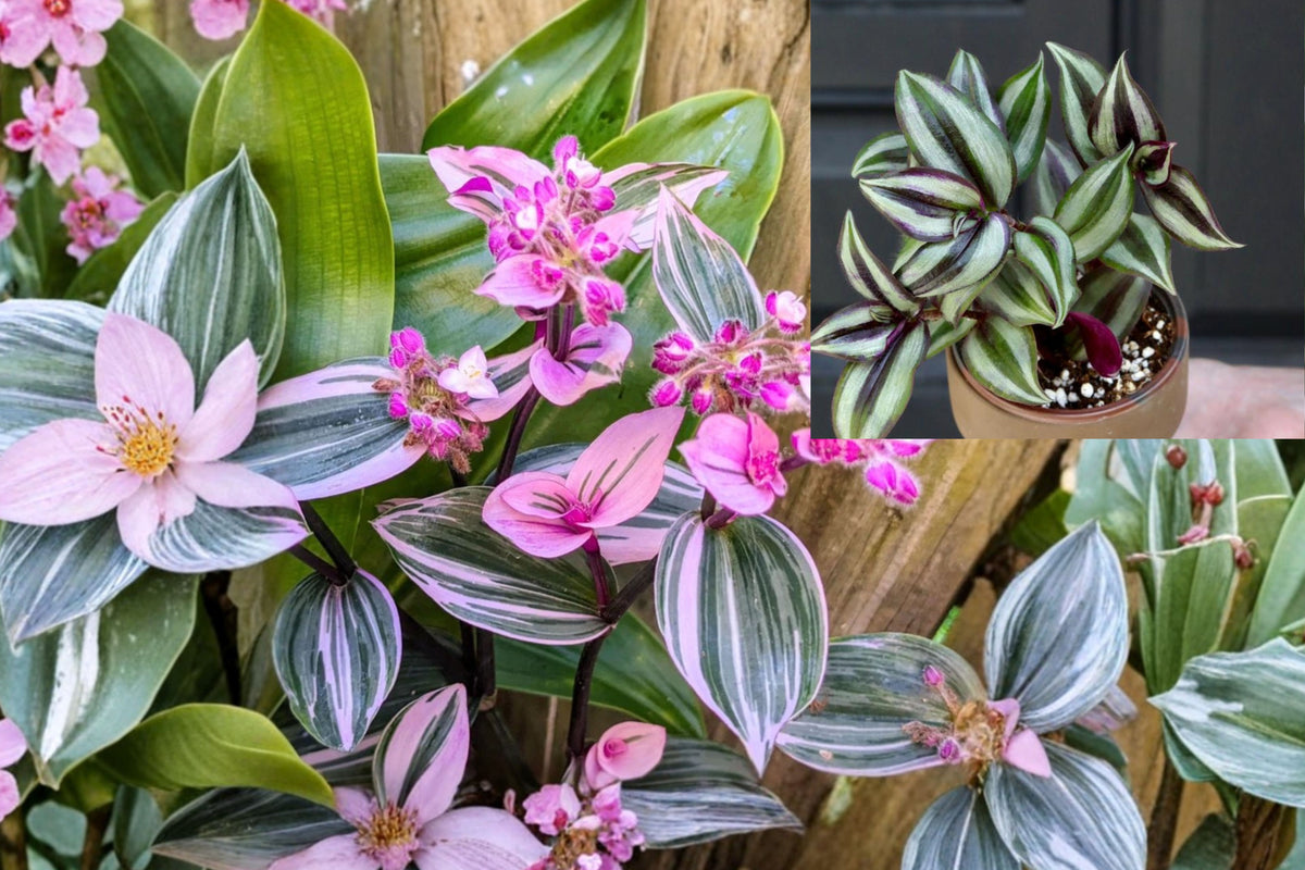 Wandering Jew Live Plant, Tradescantia Zebrina in 3 Inch Pot, Silver Striped Purple Trailing Houseplant, Colorful Indoor Foliage