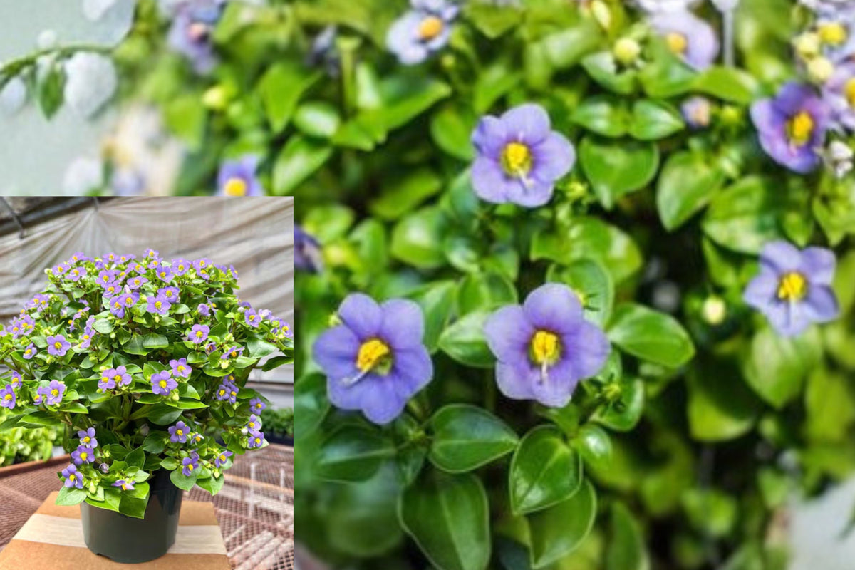 Exacum Persian Violet Live Plant – 6 Inches – Exacum affine