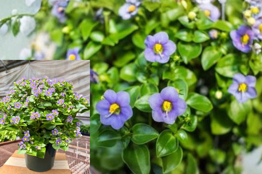 Exacum Persian Violet Live Plant – 6 Inches – Exacum affine
