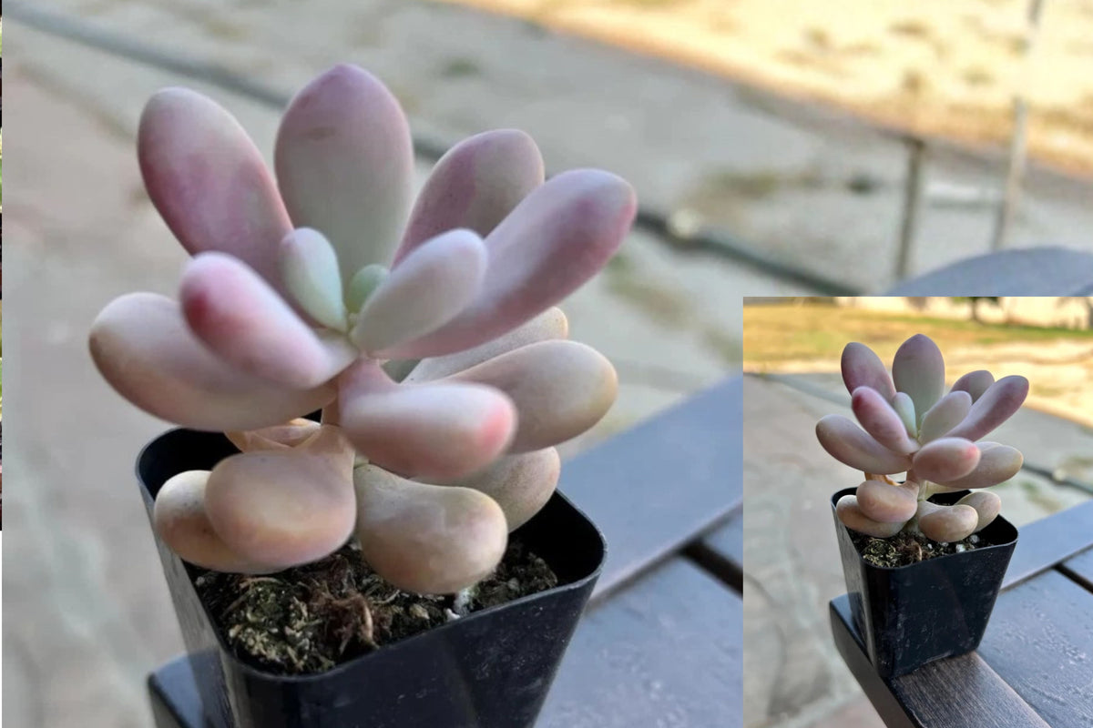 Graptopetalum Amethystinum Live Succulent Plant – 2-Inch Pot