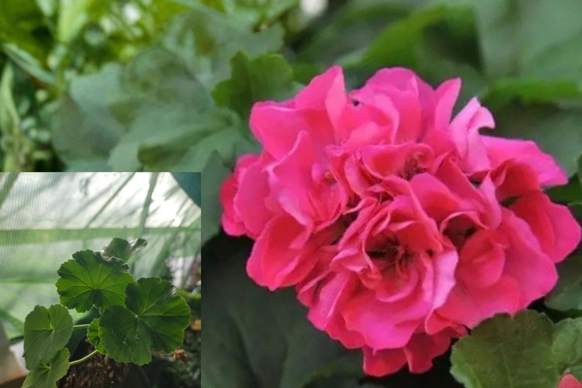 Pink Geranium 1 Rooted Live Plant – Geranium with Light Green Leaves