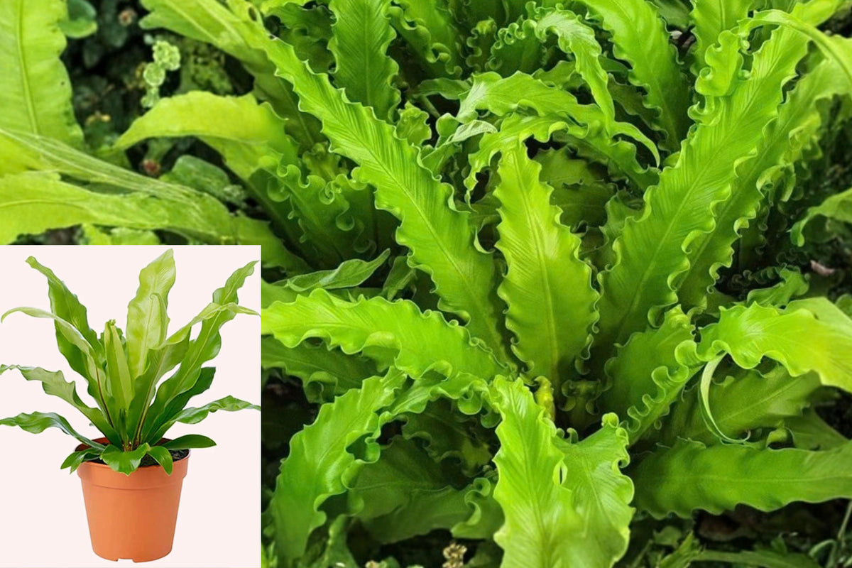 Bird’s Nest Fern Live Plant – 1 Plant in 6" Pot – Asplenium nidus
