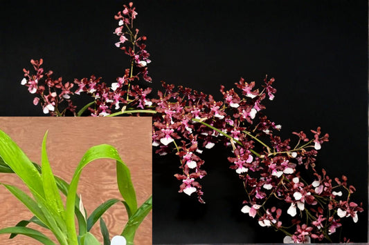 Oncidium Sharry Baby ‘Red Fantasy’ Orchid, Live Potted Oncidium Plant, Orchid Collector Plant, Young Orchid