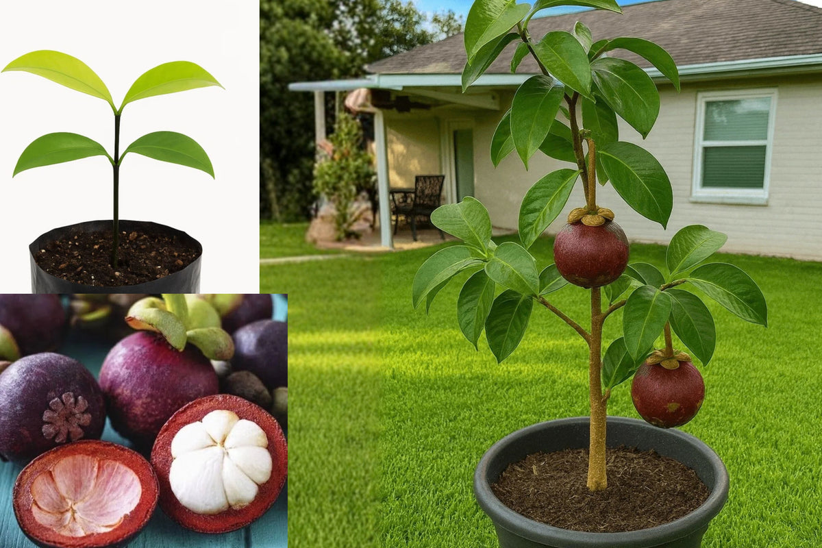 Mangosteen Live Plant – 1 Seedling – 12 Inches Tall – Garcinia