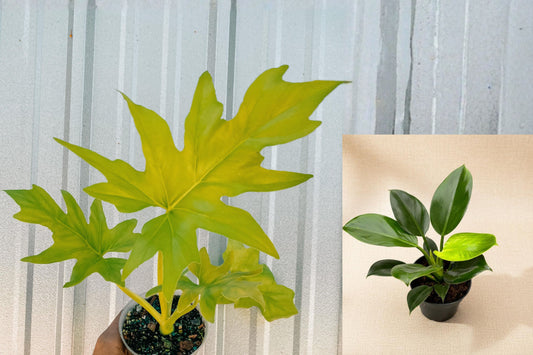 Philodendron Warscewiczii Aurea Live Plant, Rooted Tropical Houseplant in 4 Inch Nursery Pot, Rare Philodendron for Plant Collectors