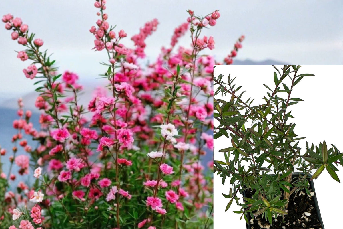 Manuka Live Starter Plant, New Zealand Tea Tree Leptospermum, 4–6 Inch Rooted Plant, Ships Without Pot, Flowering Shrub