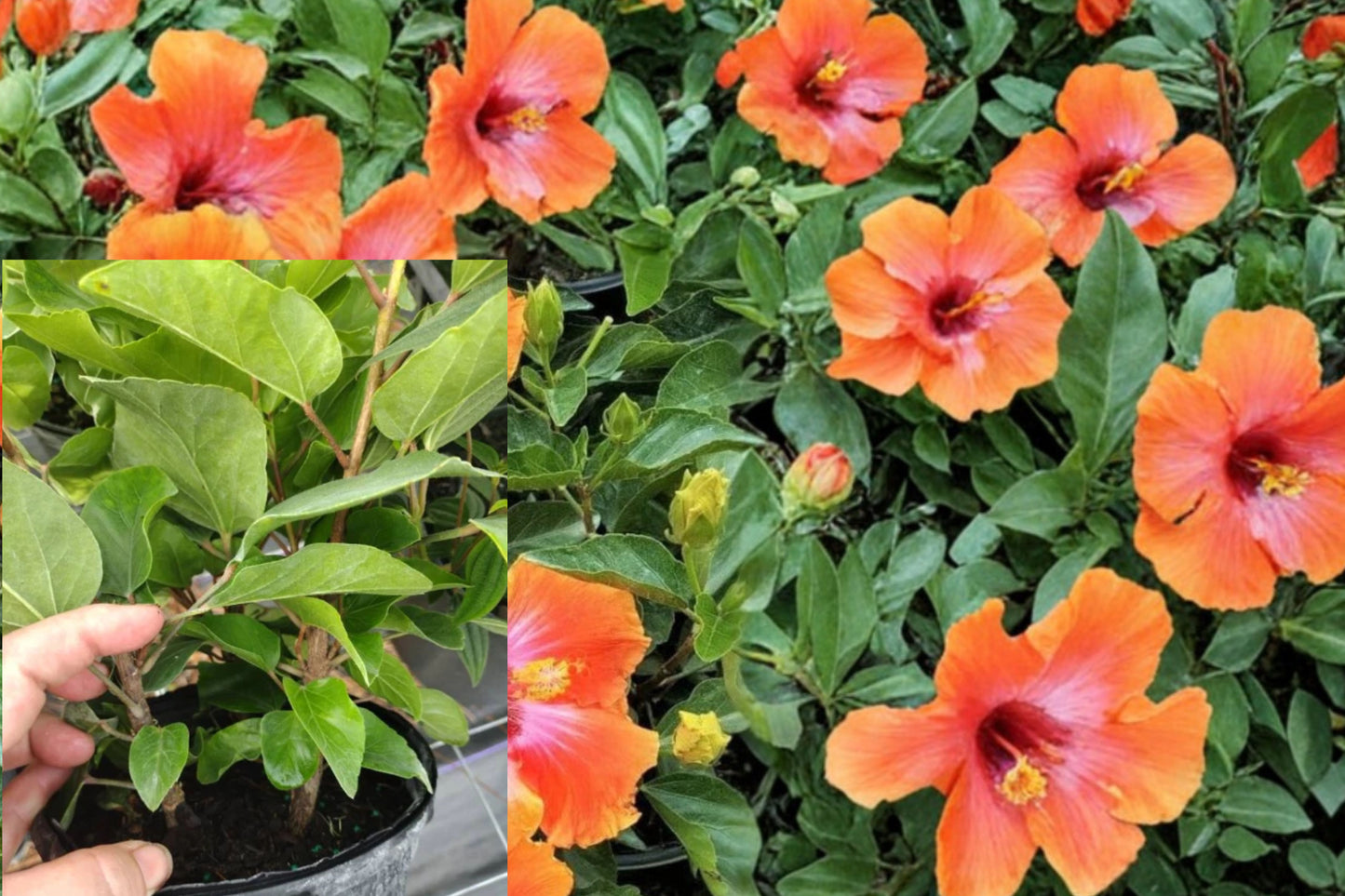 Hibiscus Fiesta 1 Live Root Ball Plant – 4–6" Tall – Hibiscus rosa-sinensis ‘Fiesta’