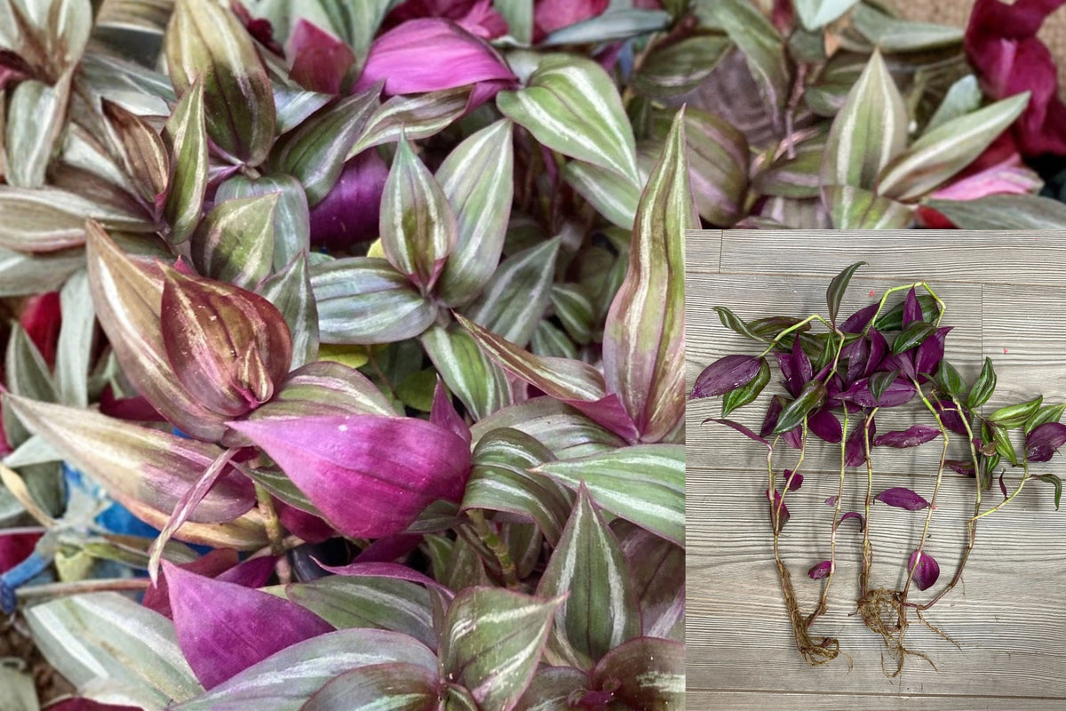 Tradescantia Zebrina 5 Pieces Rooted Live Plant – Wandering Jew