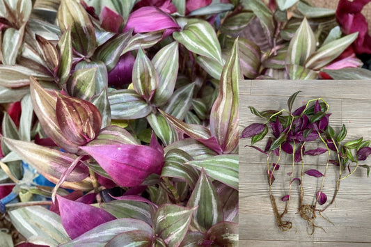 Tradescantia Zebrina 5 Pieces Rooted Live Plant – Wandering Jew