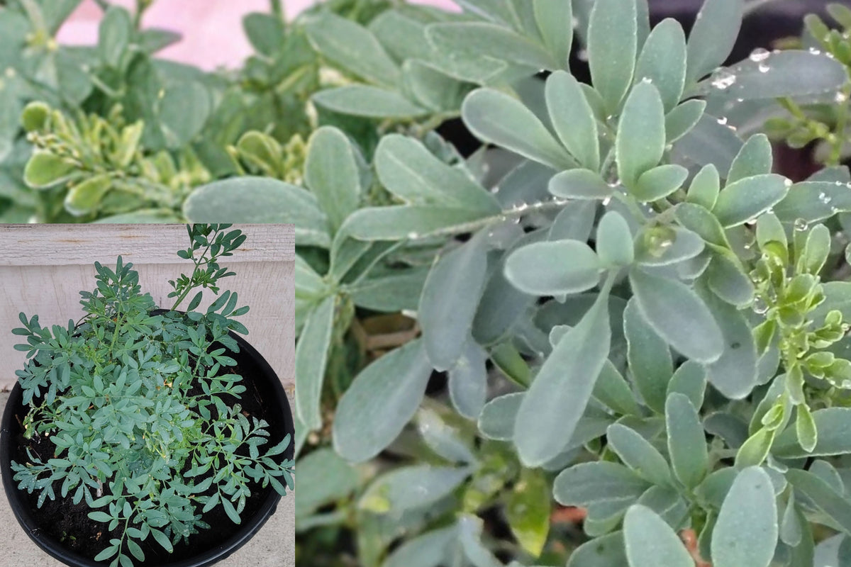 Live Rue Plant Ruta Herb, Rooted Starter Plant, Evergreen Perennial Subshrub, Aromatic Bluish Green Foliage, Yellow Flowering Garden Herb