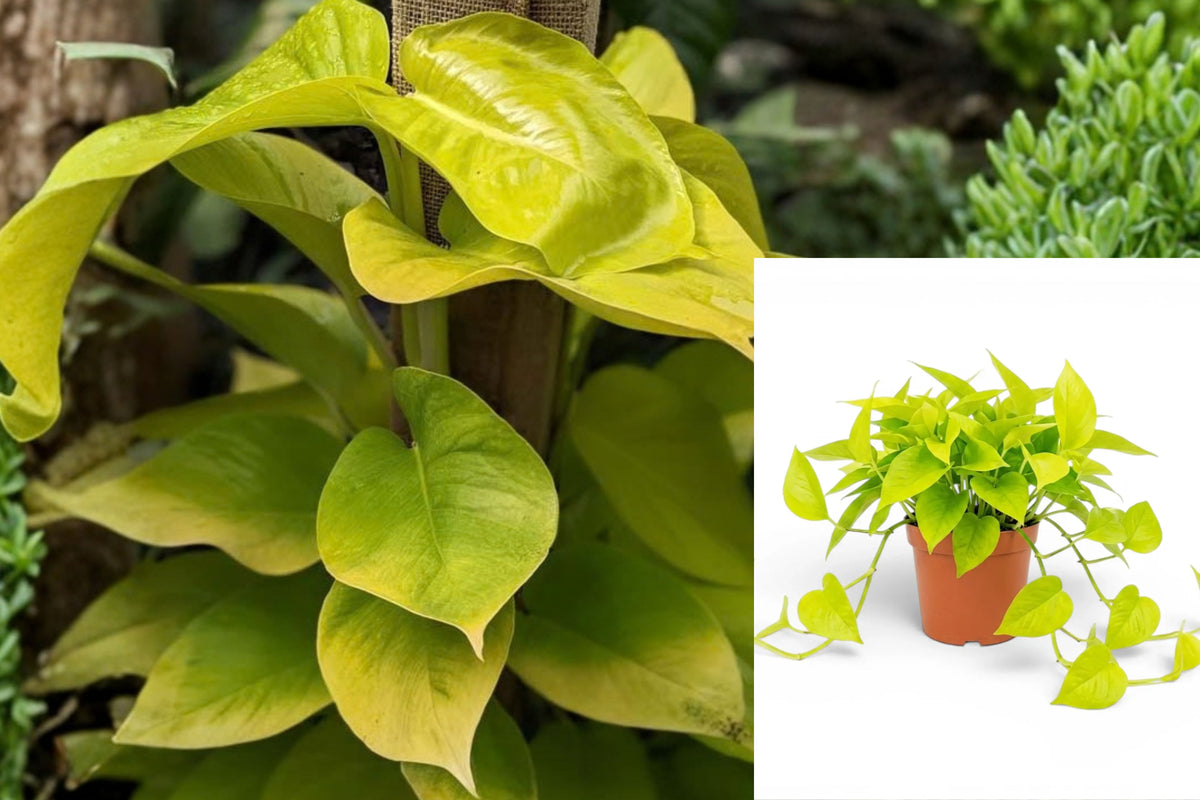 Neon Pothos Rooted Live Plant – 2-Inch Nursery Pot (Epipremnum aureum)