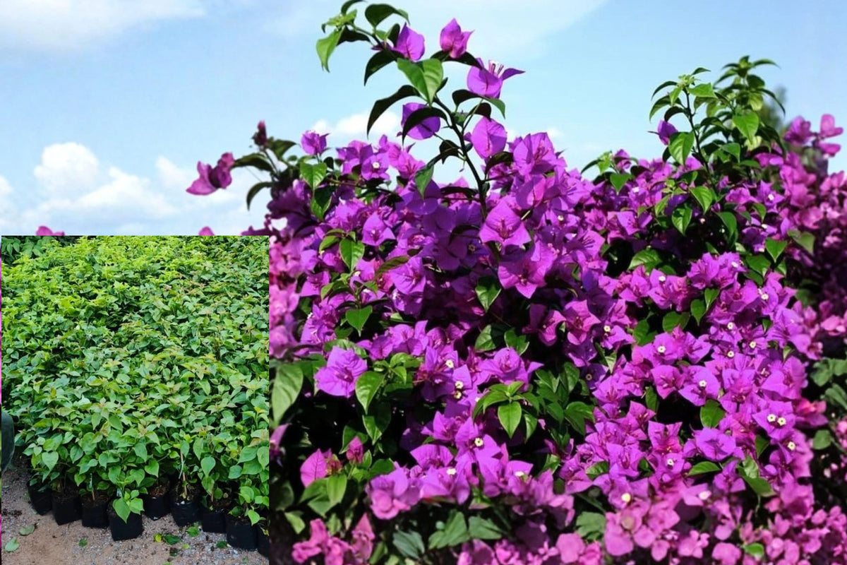 Purple Bougainvillea Live Plants – 3 Plants, 4–7" Tall – Bougainvillea
