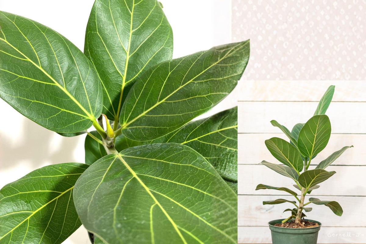 Ficus Benghalensis Live Plant, Indian Banyan Tree in 6 Inch Pot, Banyan Fig Tropical Ficus, Exotic Tree for Plant Collectors